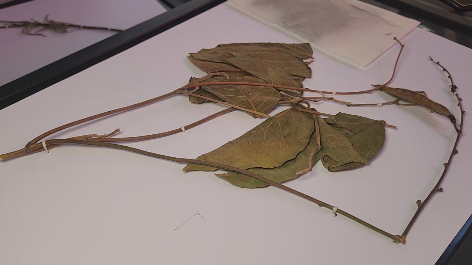 Herbário da Ueap preserva 10 mil espécies da flora do Amapá