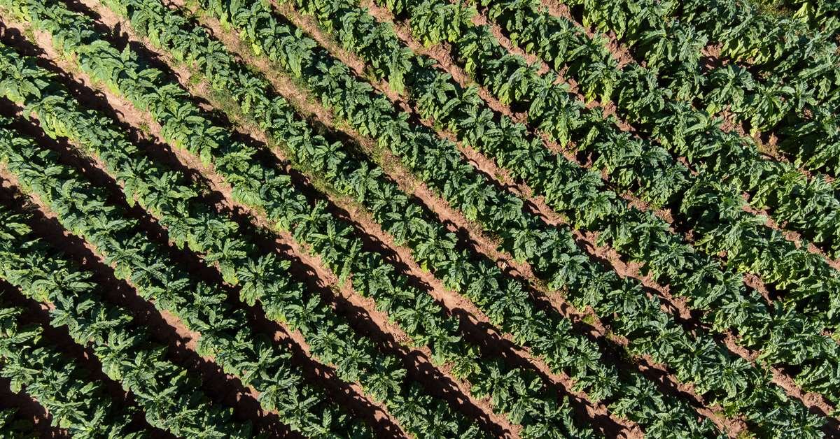 Dia do Fumicultor: cultivo gera renda para mais de 67,8 mil famílias no RS